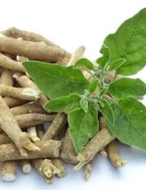 Who should not use Aswagandha ? 1 20240817 164320