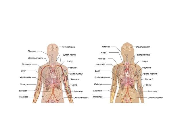 CKD - Curing Kidney by Ayurved 1 man 144378 640 1