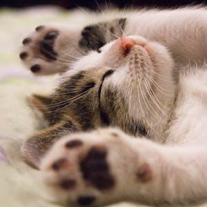 Daily normal sleping hours 1 pexels media 416160