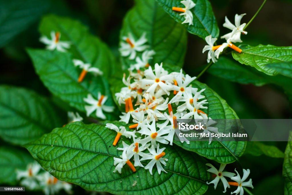 साइटिका के दबी हुई नसों को खोलने का अचूक उपाय - आयुर्वेद से ! 1 istockphoto 1285819665 1024x1024 1 1