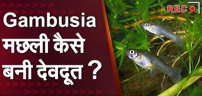 विश्व मलेरिया दिवस 25 अप्रैल: चुनौतियाँ और सम्भावनाएँ 11 20250425 104546